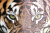BE1_Photostitch.png